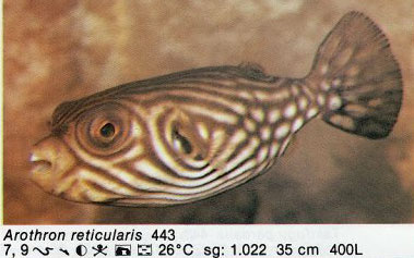 Arothron reticularis